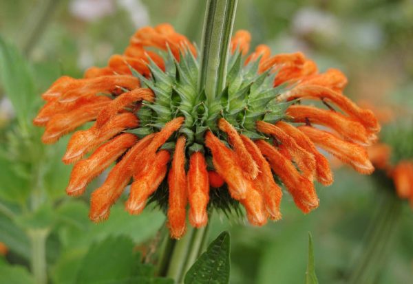 Ball Bush (Leonotis nepetifolia)