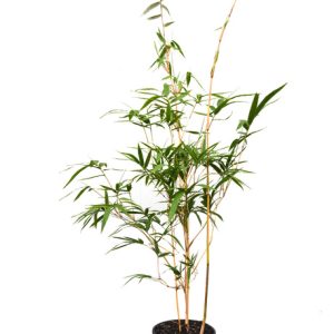Bamboo (Bambusa Var)