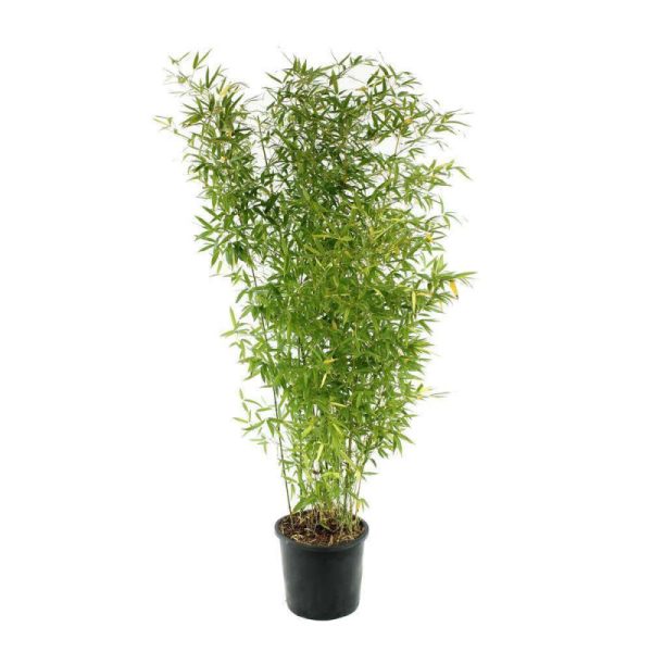 Bamboo ‘Golden’ (Phyllostachys Aurea)