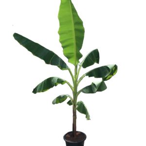 Banana (Musa x paradisiaca)