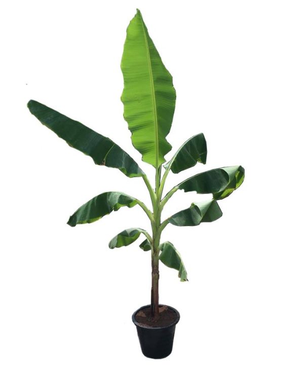 Banana (Musa x paradisiaca)