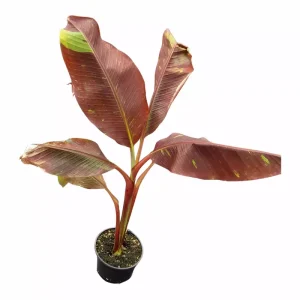 Banana 'Ornamental Red' (Musa "Siam Ruby")