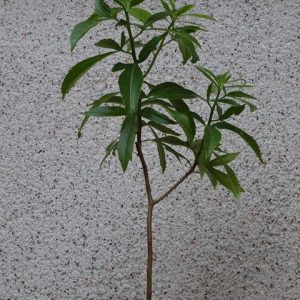 Baobab Tree (Adansonia Digitata)