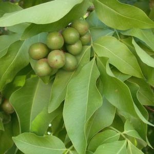Barbados Ackee Tree (Melicoccus bijugatus)