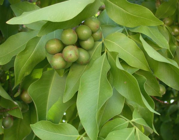 Barbados Ackee Tree (Melicoccus bijugatus)