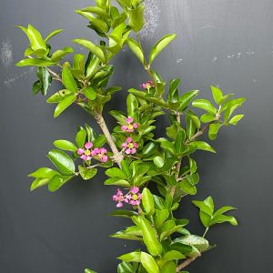 Barbados Cherry Tree (Malpighia emarginata)