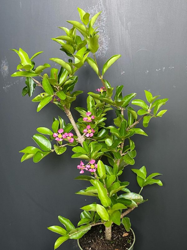 Barbados Cherry Tree (Malpighia emarginata)