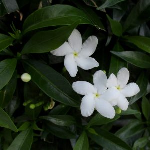 Barbados Gardenia (Tabernaemontana coronaria)