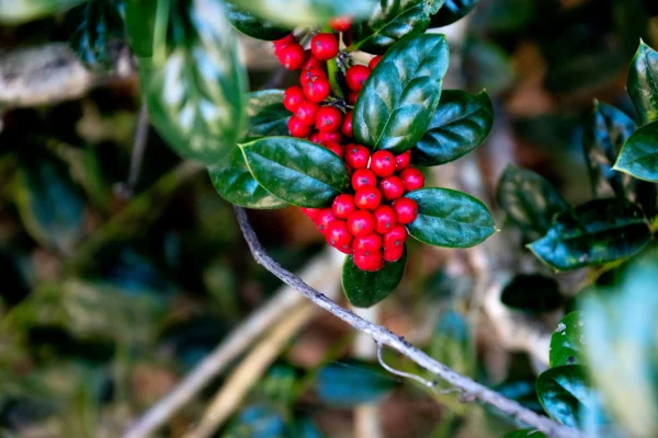Barbados Holly (Ilex cornuta 'Burfordii Compacta')