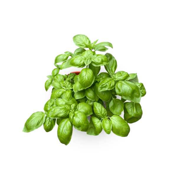 Basil (Ocimum basilicum)