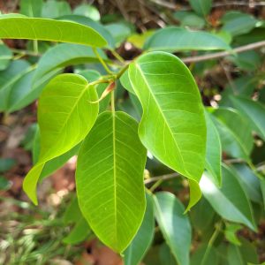 Bearded Fig Tree (Ficus citrifolia)