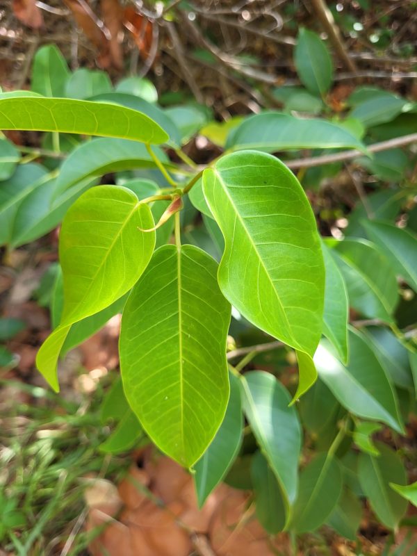 Bearded Fig Tree (Ficus citrifolia)