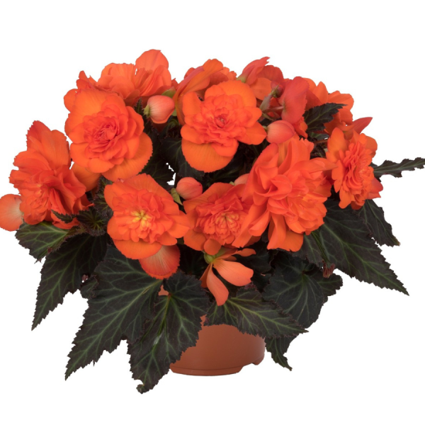 Begonia 'Red' (Begonia X hybrida)