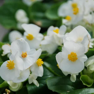 Begonia ‘Wax/White’ (Begonia Semperflorens)