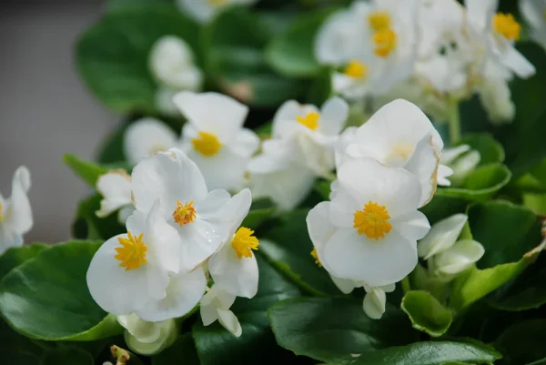 Begonia ‘Wax/White’ (Begonia Semperflorens)