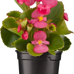 Begonia ‘Dwarf Pink’ (Begonia Semperflorens)