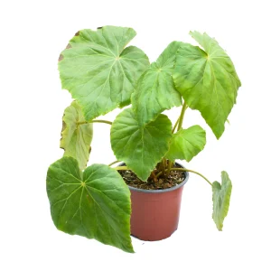 Begonia ‘Lily Pad’ (Begonia Nelumbiifolia)