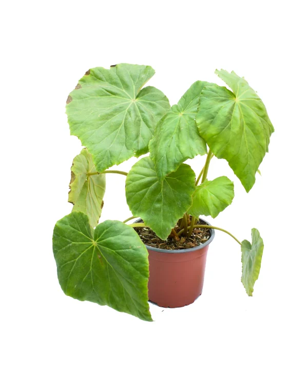 Begonia ‘Lily Pad’ (Begonia Nelumbiifolia)
