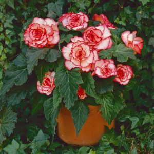 Begonia ‘White & Red’ (Begonia Begonas SPP)