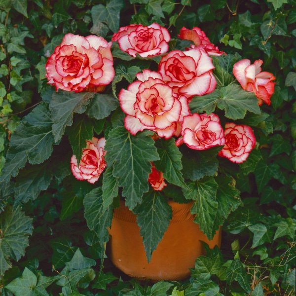 Begonia ‘White & Red’ (Begonia Begonas SPP)