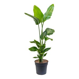 Bird Of Paradise 'White' (Strelitzia nicolai)