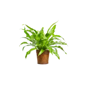 Birdnest Fern (Pointed Tip) (Aspienium Nidus’antiguan’)