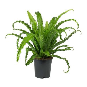 Birdnest Fern ‘Ruffled Edge’ (Aspienium Nidus ‘osaka’)