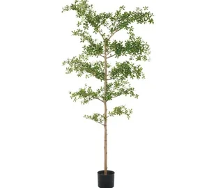 Black Olive Tree (Bucida spinosa)