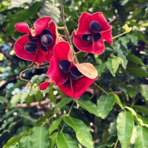 Black Pearl Tree (Harpullia zanguebarica)