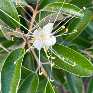 Black Willow Tree (Capparis cynophallophora)