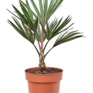 Blue Latan Palm (Latania Loddigesii)
