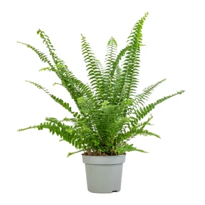 Boston Fern (Nephrolepsis Bostoniensis)