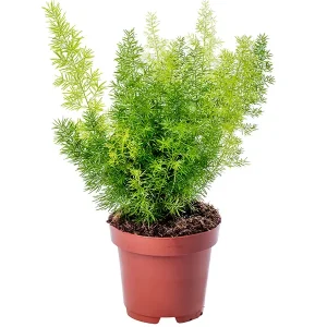 Bottle Bush Fern (Asparagus densiflorus 'Meyersii')