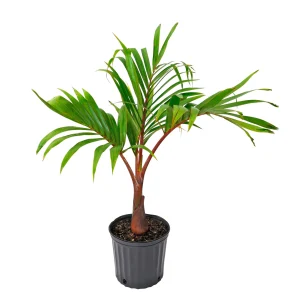 Bottle Palm (Hyophorbe lagenicaulis)