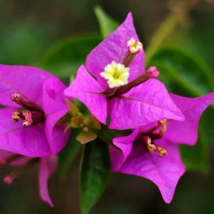 Bougainvillea Climbing "Lilac" (Bougainvillea  Spectabilis)