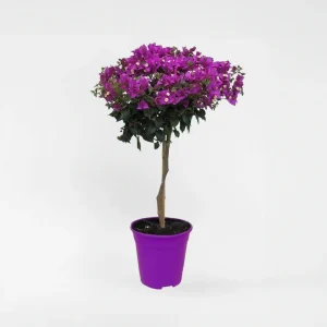 Bougainvillea Climbing "Purple" (Bougainvillea  spectabilis)