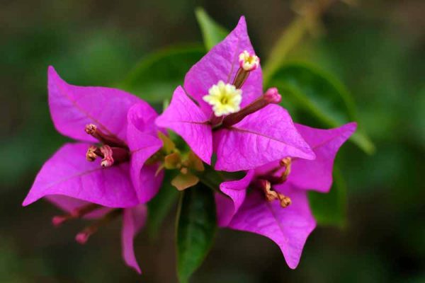 Bougainvillea Climbing "Lilac" (Bougainvillea  Spectabilis)