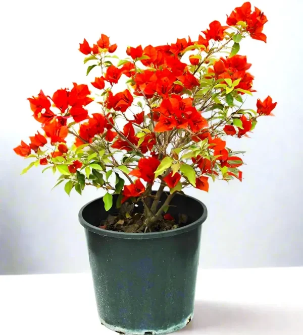 Bougainvillea "Dwarf Red" (Bougainvillea Glabra SPP)