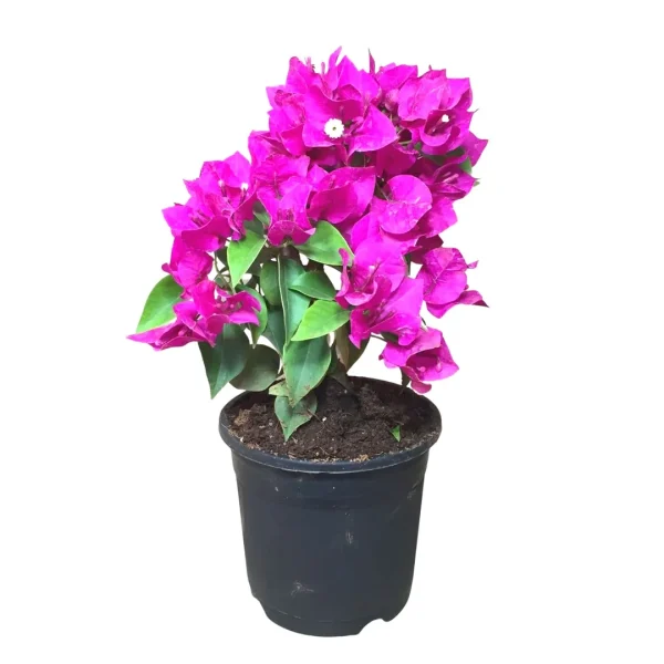 Bougainvillea Var. (Bougainvillea Glabra spp)