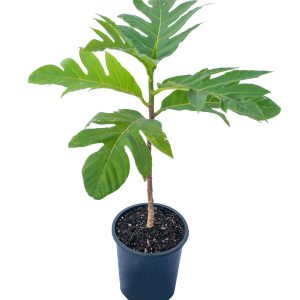 Breadfruit Tree (Artocarpus altilis)