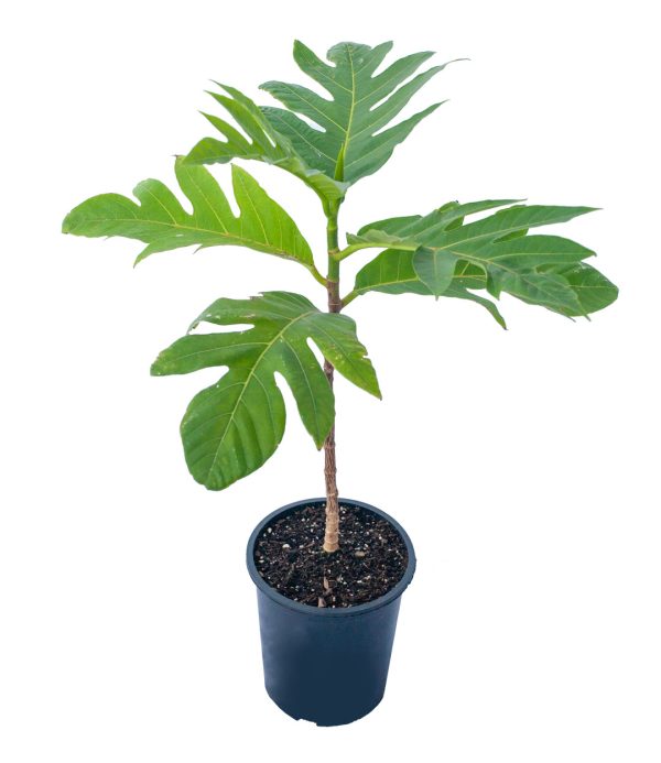 Breadfruit Tree (Artocarpus altilis)