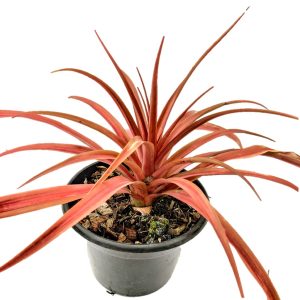 Bromeliad "Small Red" (Bromeliaceae)