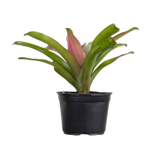 Bromeliad "Large Burgundy" (Bromeliaceae)
