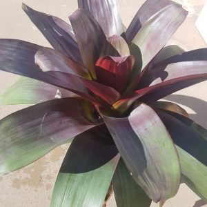 Bromeliad "Large Purple" (Bromeliaceae)