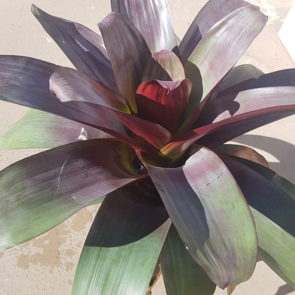 Bromeliad "Large Purple" (Bromeliaceae)