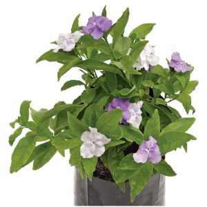 Brunfelsia "Yesterday, Today and Tomorrow" (Brunfelsia Pauciflora)