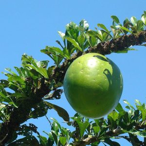 CalabashTree (Crescentia cujete)