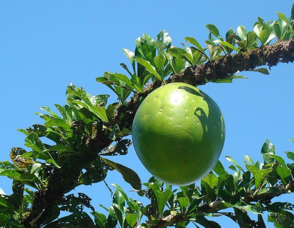 CalabashTree (Crescentia cujete)