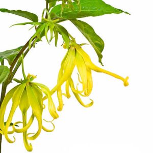 Ylang-Ylang Tree (Cananga Odorata)