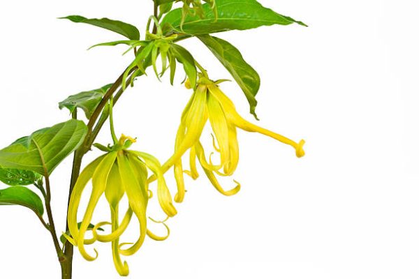 Ylang-Ylang Tree (Cananga Odorata)